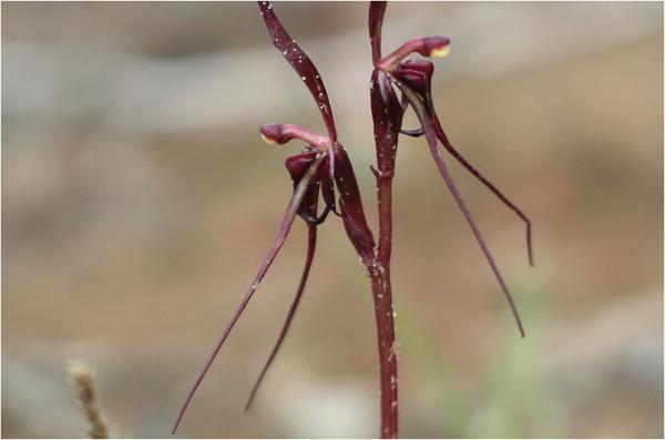 Nemacianthus caudatus - Mayfly Orchid.jpg